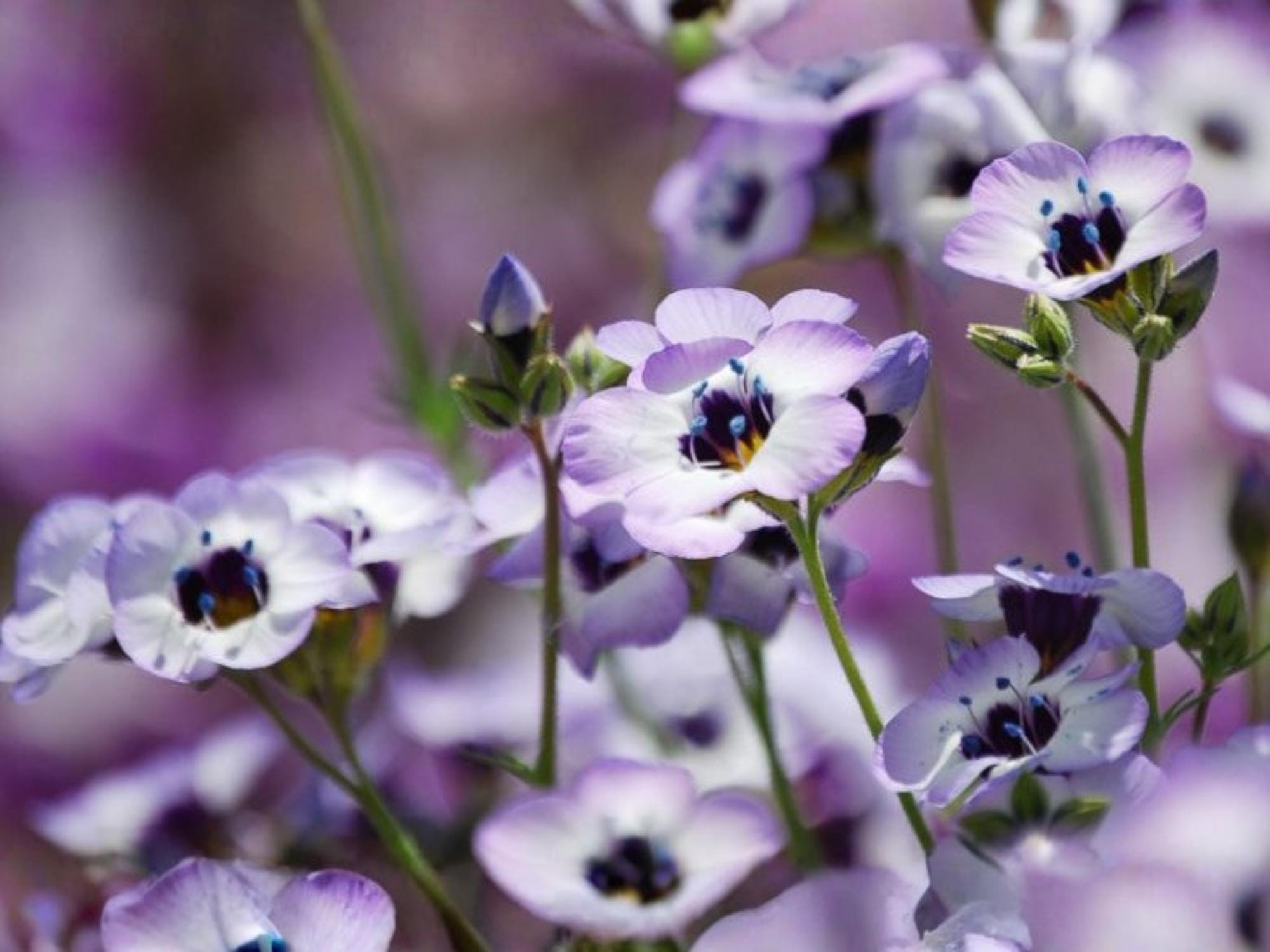 Bird's Eyes Wildflower Seeds – Gilia tricolor Cottage Garden Pollinator-Friendly Seeds, Natural Color & Texture