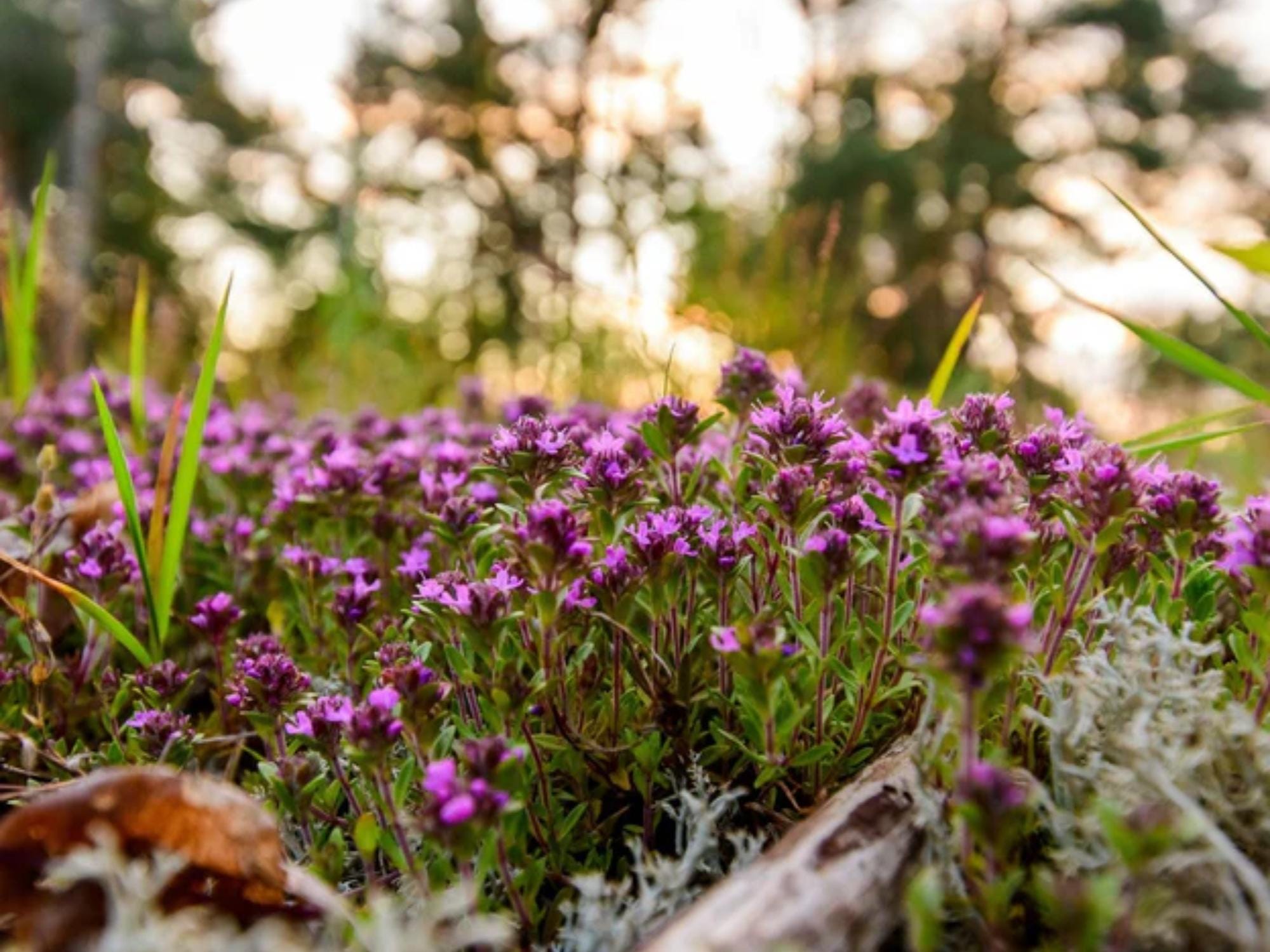 Creeping Thyme Seeds for Planting | Thymus serpyllum Aromatic Ground Cover for Pollinator Gardens & Cottage Landscaping