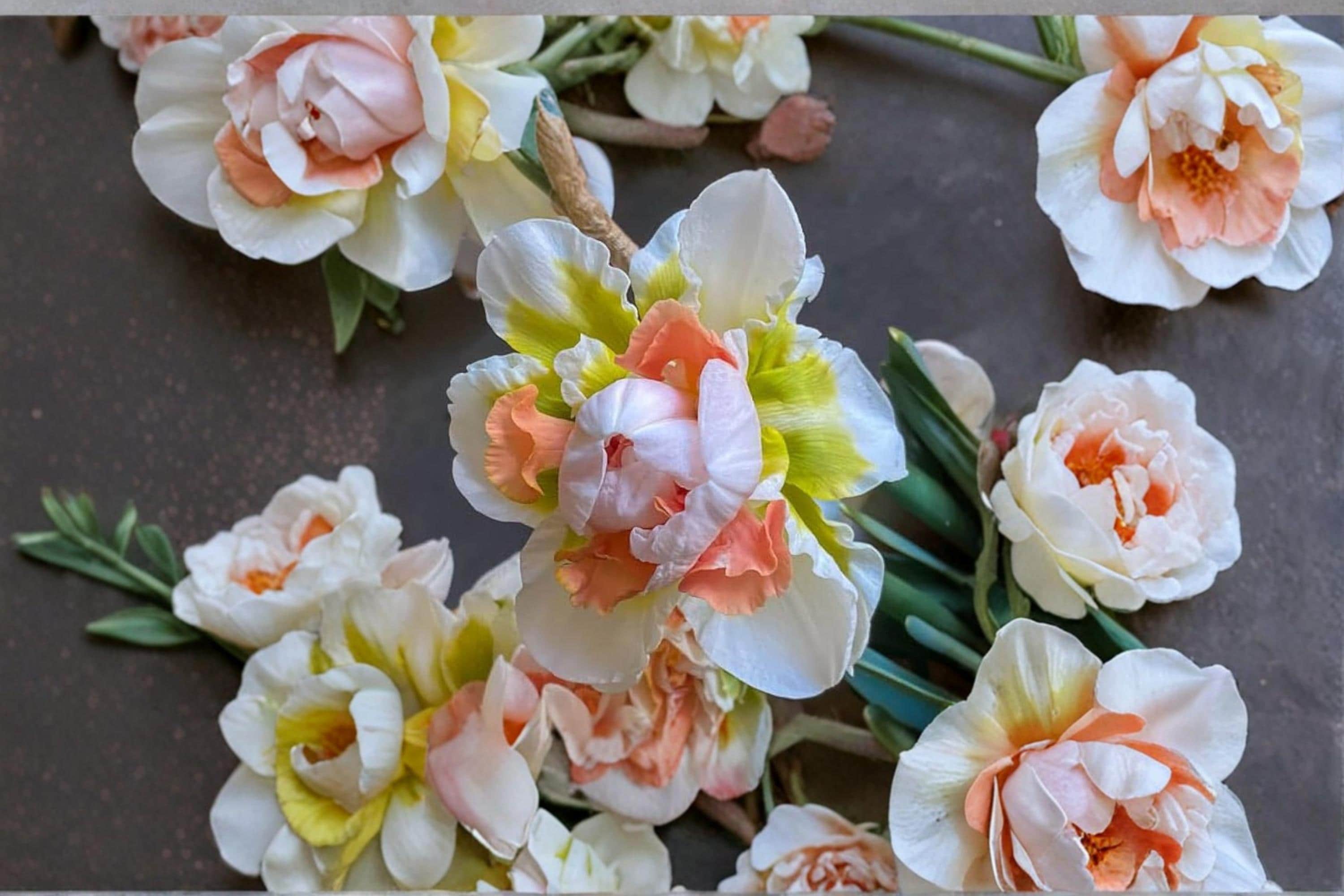 Replete Double Daffodil Bulb – Narcissus ‘Replete’ Spring Flowering Perennial Garden Bulb with White and Pink Blooms