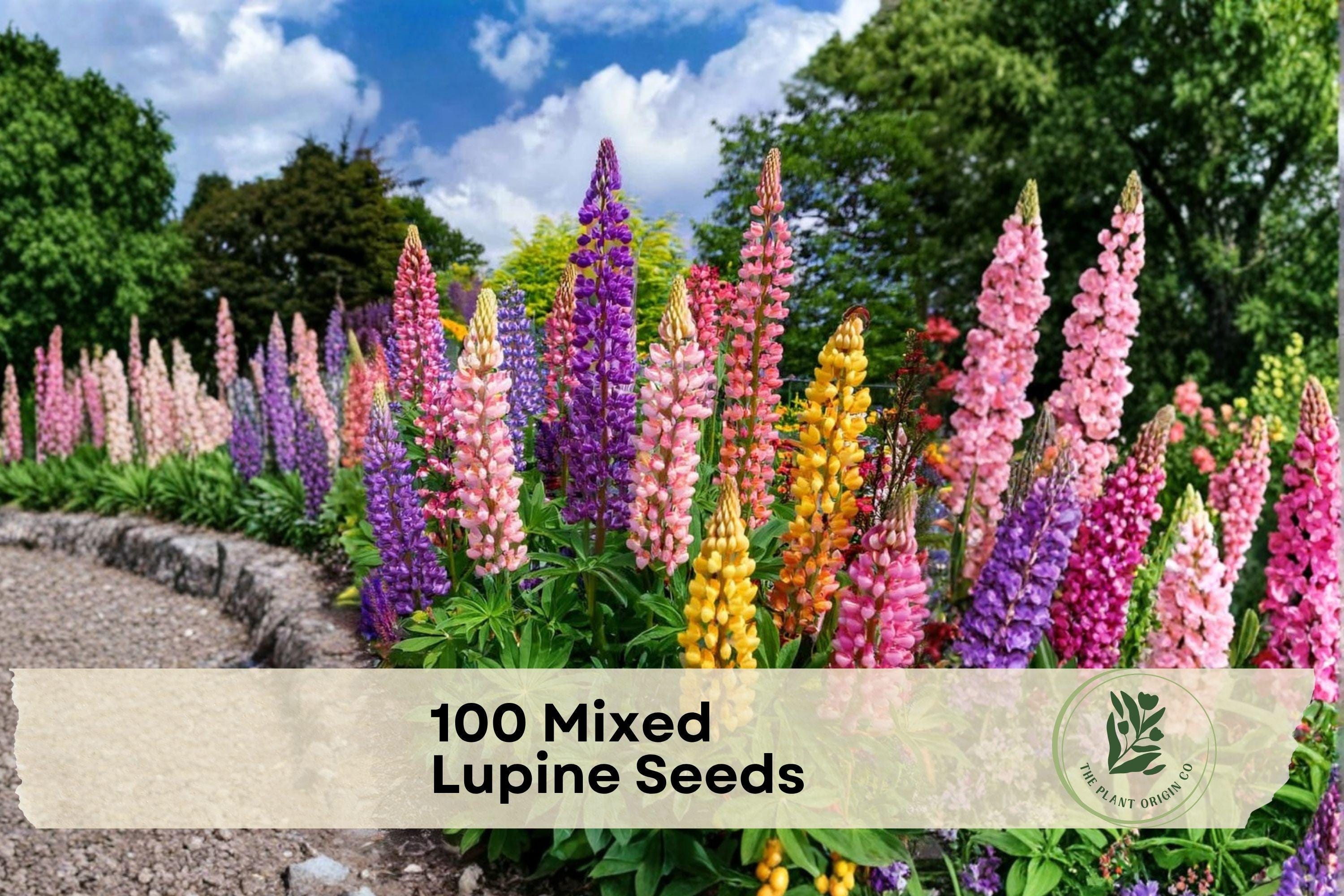 Mixed Lupine Seeds - Perennial Flower Seeds for Cottage Gardens, Borders & Pollinator Habitats, Lupinus spp.