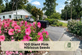 100 Giant Pink Hibiscus Seeds for Planting | Tropical Flower Seeds | Pink Ornamental Blooms | Hibiscus spp.
