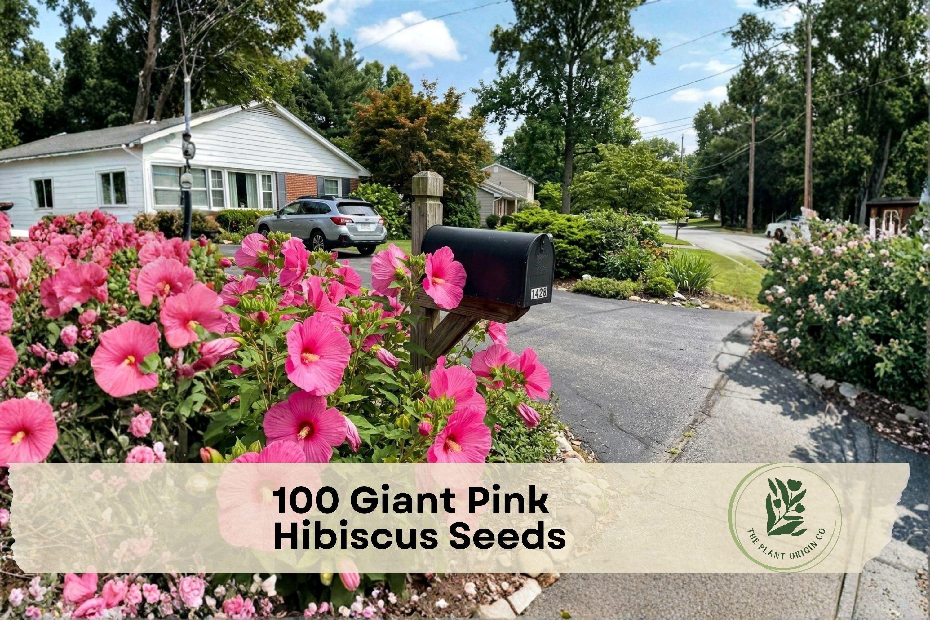 100 Giant Pink Hibiscus Seeds for Planting | Tropical Flower Seeds | Pink Ornamental Blooms | Hibiscus spp.
