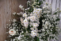 Heath Aster Seeds 100 Symphyotrichum pilosum White Native Pollinator Wildflower for Gardens & Meadows