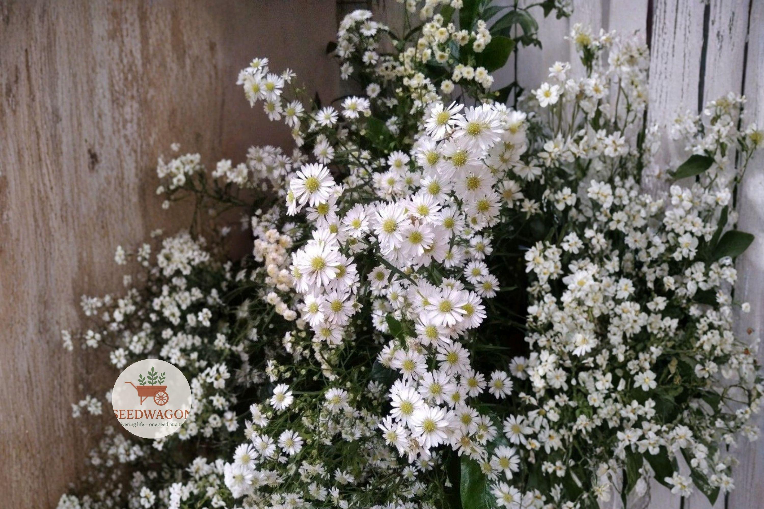 Heath Aster Seeds 100 Symphyotrichum pilosum White Native Pollinator Wildflower for Gardens & Meadows