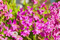 Nodding Catchfly Seeds | Pink Flowering Annual | Silene pendula | Trailing, Pollinator-Friendly