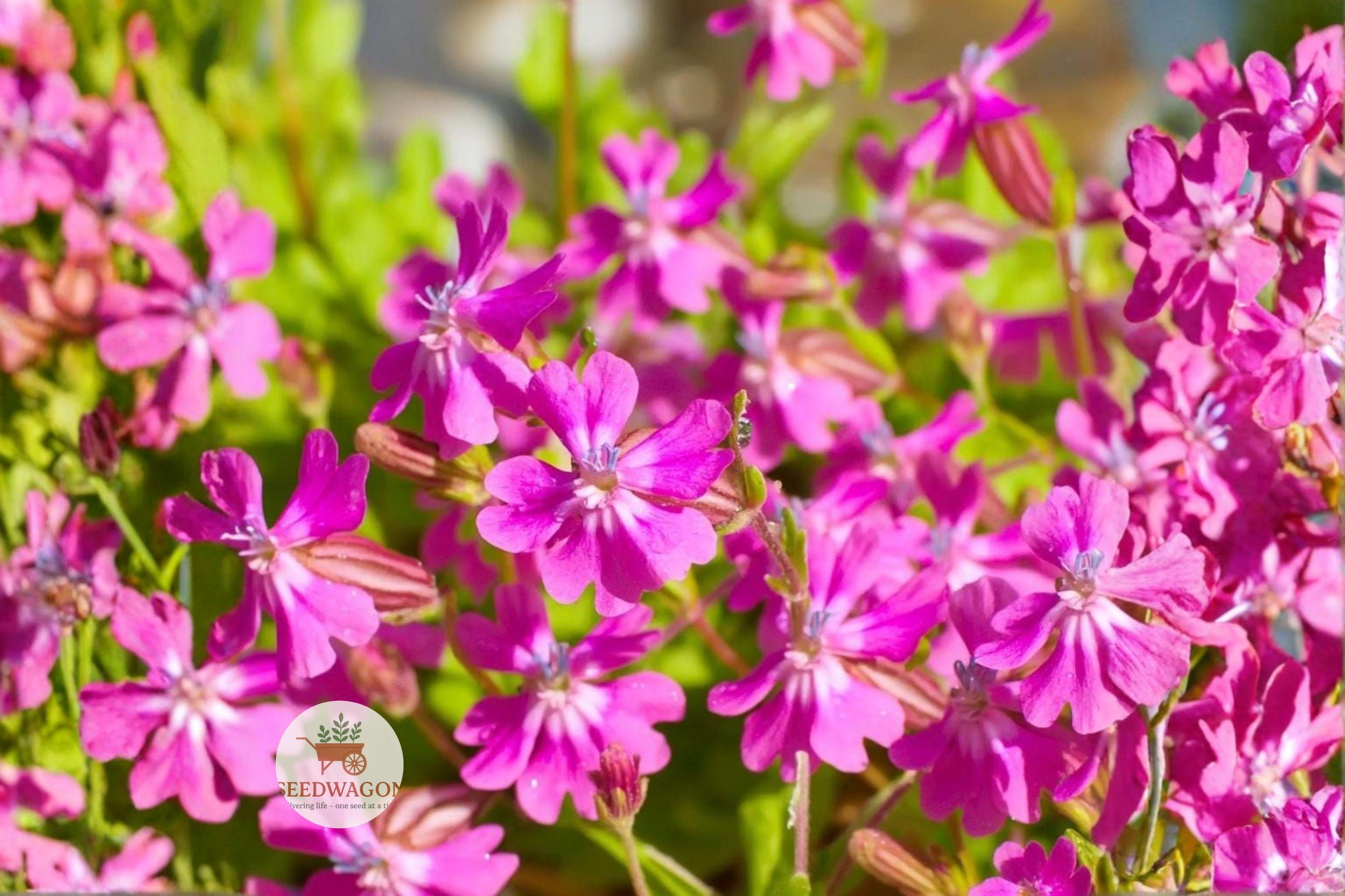 Nodding Catchfly Seeds | Pink Flowering Annual | Silene pendula | Trailing, Pollinator-Friendly