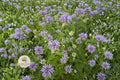 Wild Bergamot Seeds 100 Monarda fistulosa Native Perennial Pollinator Wildflower for Butterfly Garden, Prairie, Meadow