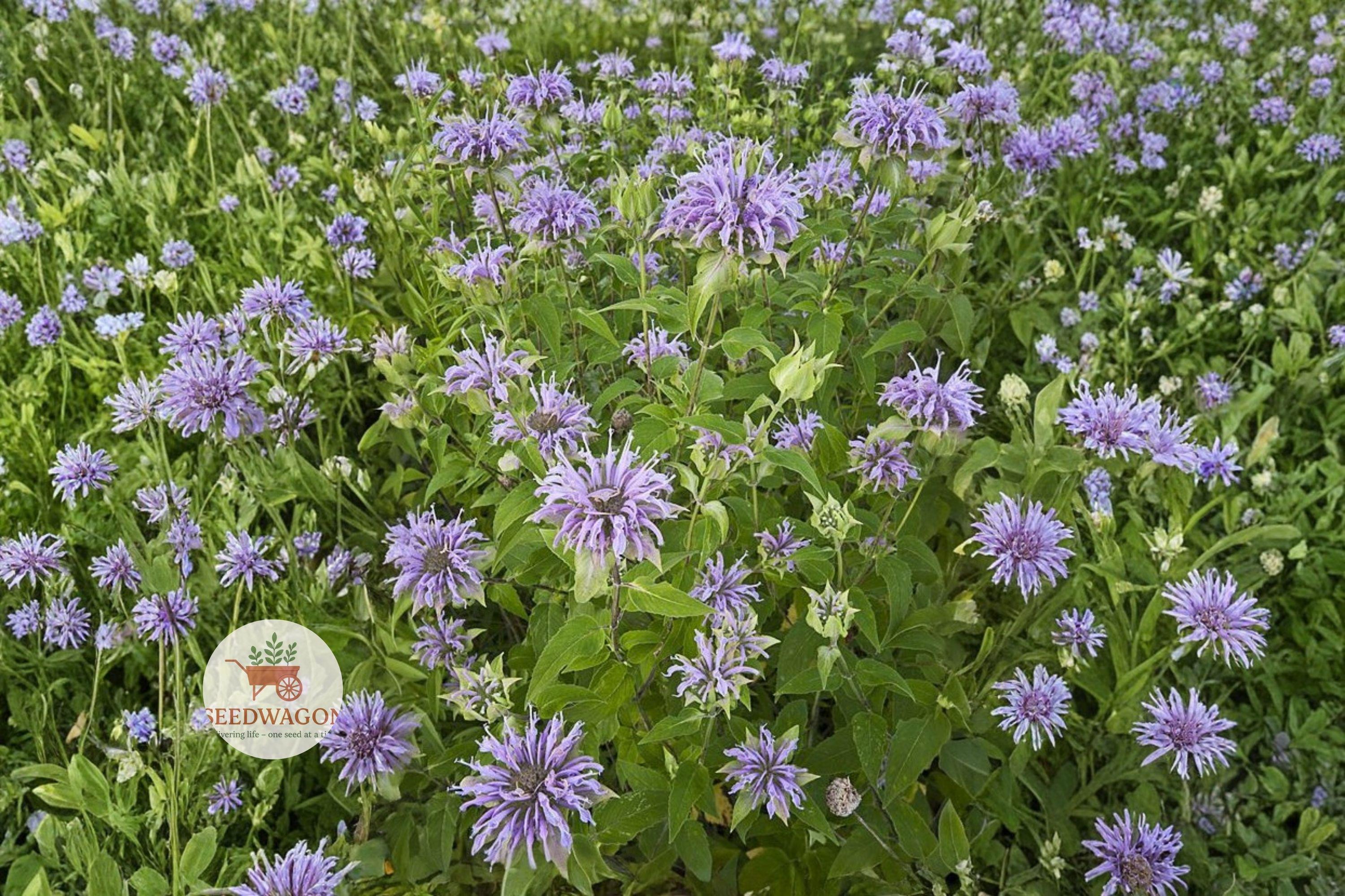 Wild Bergamot Seeds 100 Monarda fistulosa Native Perennial Pollinator Wildflower for Butterfly Garden, Prairie, Meadow