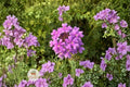 Moss Verbena Seeds - Purple Groundcover Flower, Pollinator-Friendly, Drought Tolerant, Verbena tenuisecta, 100 Seeds
