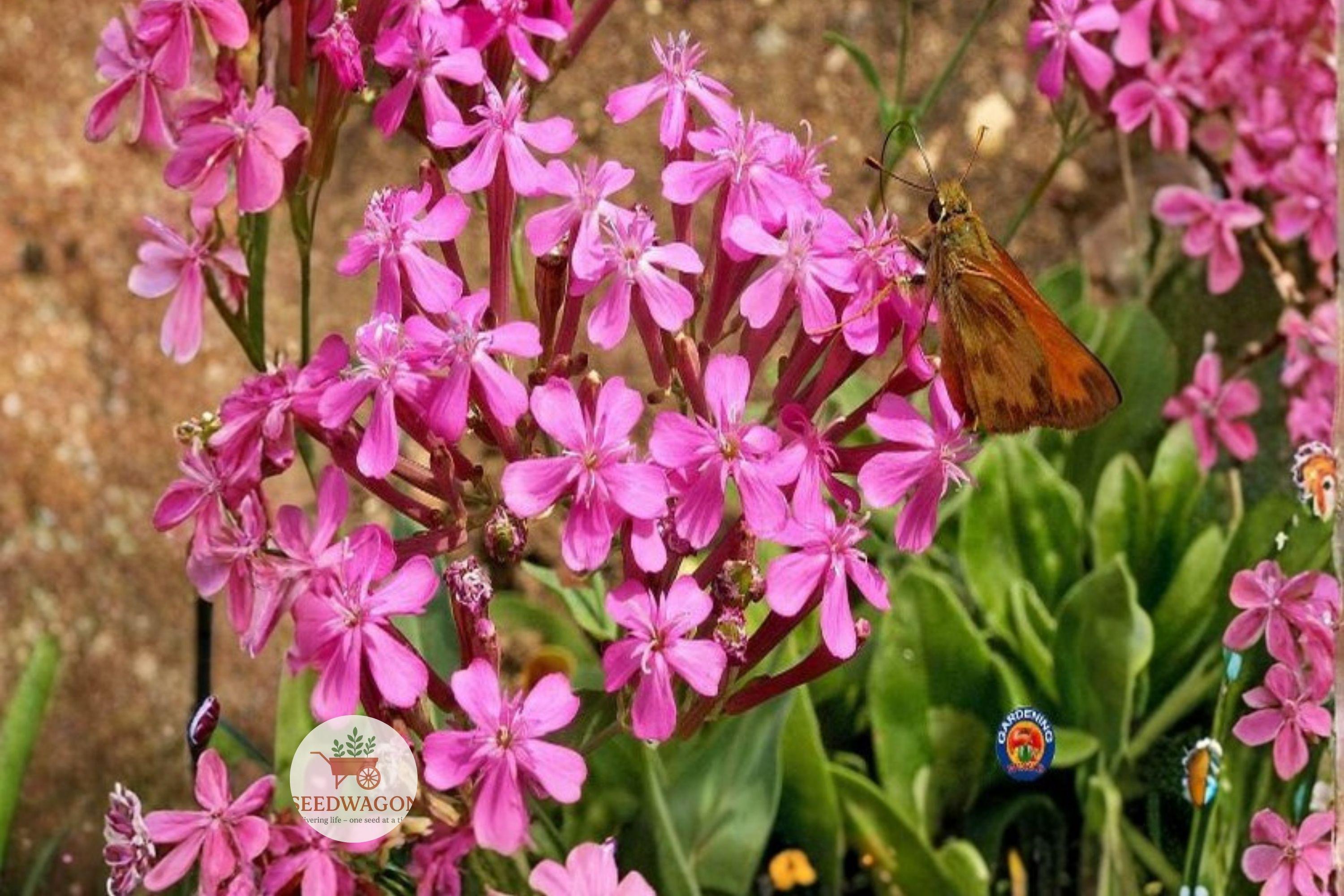 None So Pretty Catchfly Seeds - Silene armeria Pink Wildflower, Annual Flower Seeds for Cottage Gardens, Borders, Pollinator Gardens