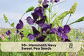 50+ Mammoth Navy Sweet Pea Seeds, Fragrant Climbing Flower Seeds, Lathyrus odoratus, Deep Navy Purple, Outdoor Garden Plant