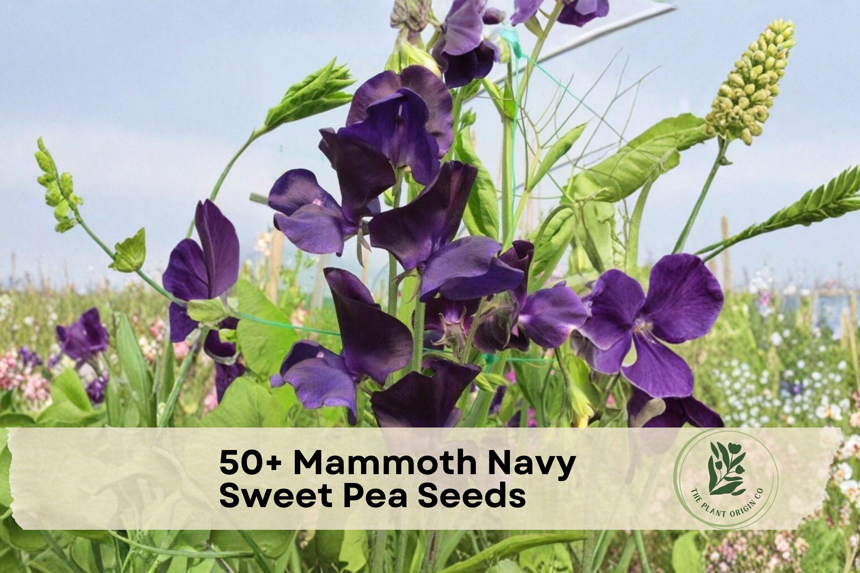 50+ Mammoth Navy Sweet Pea Seeds, Fragrant Climbing Flower Seeds, Lathyrus odoratus, Deep Navy Purple, Outdoor Garden Plant
