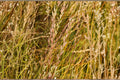 Annual Ryegrass Seeds – Lolium multiflorum for Lawn & Ground Cover, Cool-Season Turf Seed