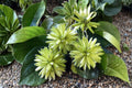 Camptotheca Tree Seeds – 30 Pack, Deciduous Landscape Tree, Camptotheca acuminata, Shade and Ornamental Tree for Outdoors