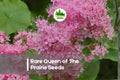 Queen of the Prairie Seeds | 15+ Soft Pink Flowering Perennial Filipendula rubra for Pollinator Gardens