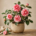 Frank Houser Variegated Camellia japonica Starter Plant | Evergreen Flowering Shrub | Rare Ornamental Camellia