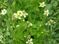 Thimbleweed Wildflower Seeds | Anemone cylindrica | Prairie Garden Native Perennial Plant | 100 Seeds