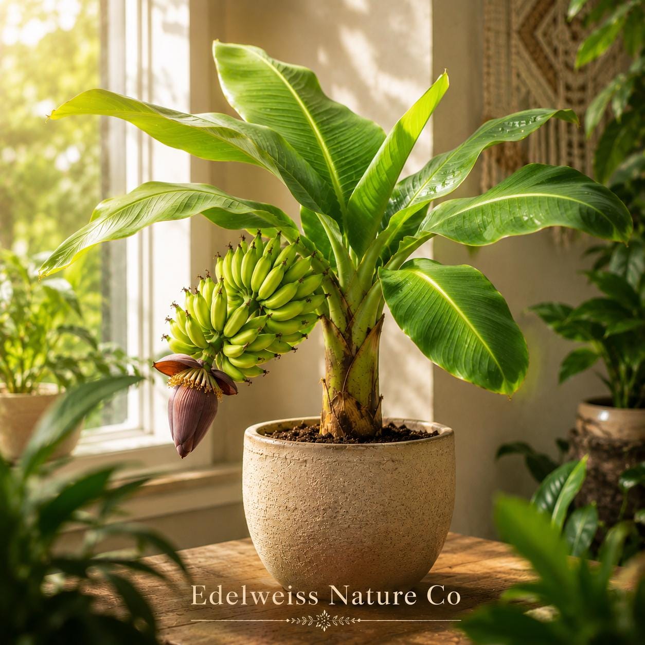 Gros Michel Banana Plant Starter | Live Tropical Edible Musa Tree | Exotic Banana Tree for Garden & Container