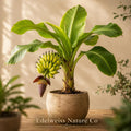 Gros Michel Banana Plants | Live Tropical Edible Fruit Starter Trees | Musa spp.