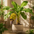 Goldfinger Banana Tree FHIA-01 Live Starter Plants, Tropical Edible Banana, Musa acuminata × balbisiana, 3 Plants