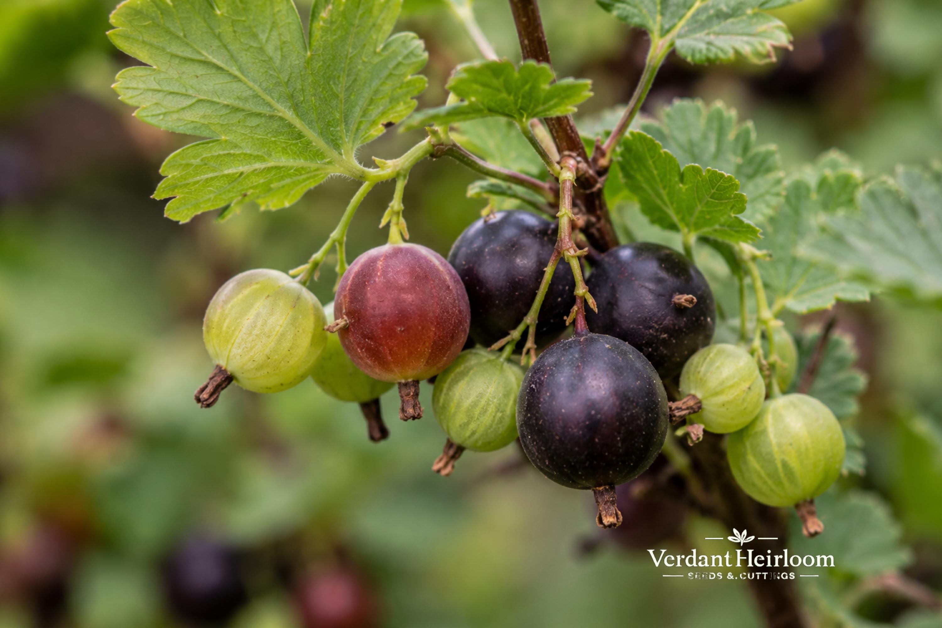 Jostaberry Cuttings – 12 Dormant Ribes nidigrolaria Berry Shrub for Outdoor Garden, Fruiting, Hardy Plant