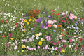 Perennial Wildflower Seed Mix Kit – Mixed Species for Naturalized Gardens, Pollinator Plants, Flowering Landscape, USDA Zones 3-9