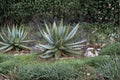 Aloe Spectabilis Seeds – Succulent Plant for Outdoor & Container Gardening – Drought Tolerant, Well-Drained Soil, Full Sun, 30 Seeds