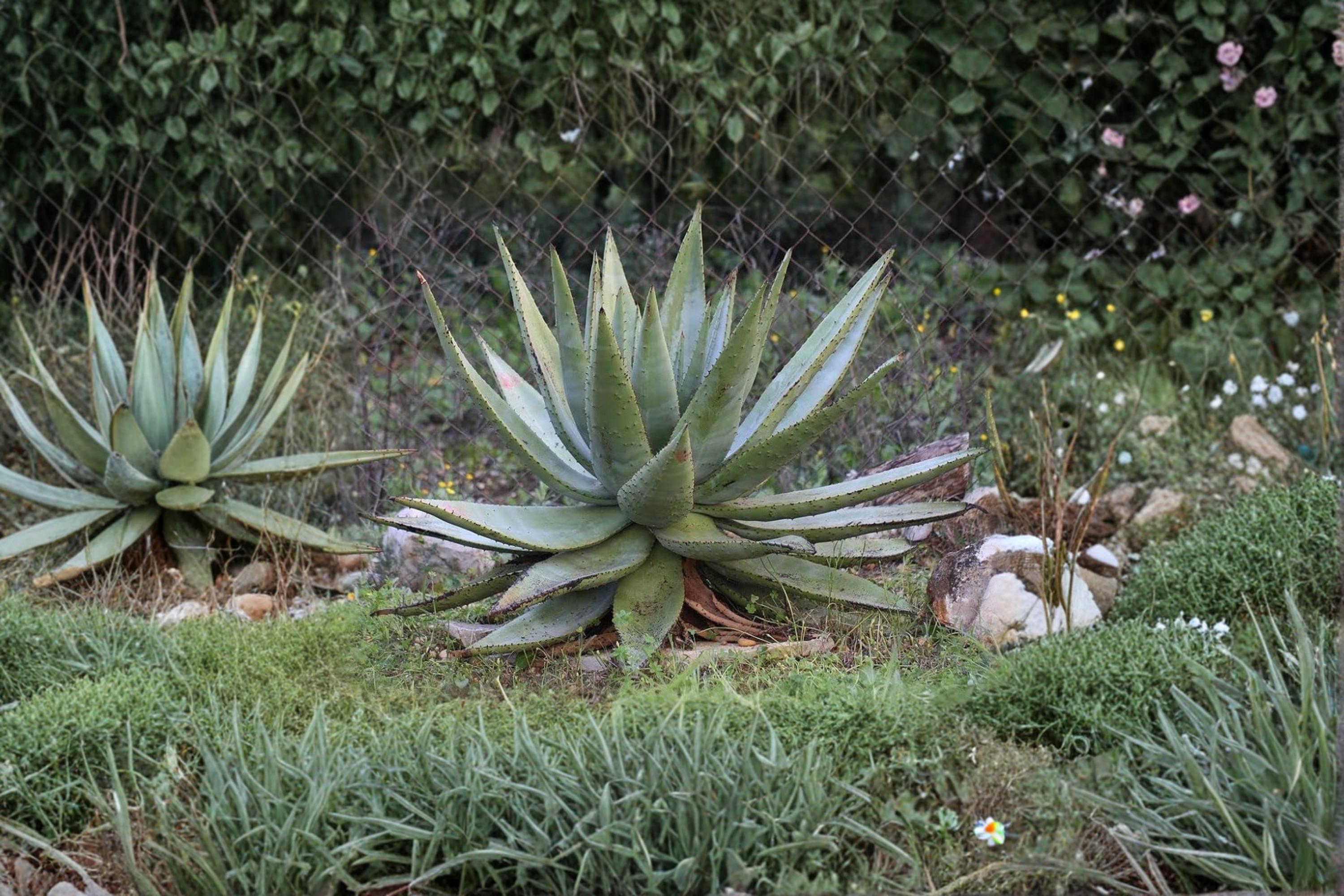 Aloe Spectabilis Seeds – Succulent Plant for Outdoor & Container Gardening – Drought Tolerant, Well-Drained Soil, Full Sun, 30 Seeds
