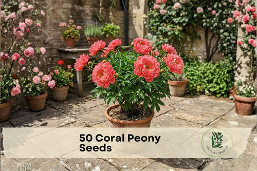 50 Coral Peony Seeds - Heirloom Perennial Flower for Garden Borders, Cottage Gardens, Paeonia spp.