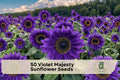 Violet Majesty Sunflower Seeds - Heirloom Ornamental Purple-Toned Helianthus annuus for Borders & Cut Flowers
