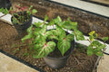 Gingerland Caladium Bulb – Caladium bicolor – Shade-loving Tropical Foliage Plant for Garden Beds & Containers