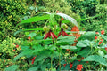 Devil’s Cotton Seeds – Abroma Augusta Tropical Shrub with Maroon to Purple Flowers – Garden Planting Kit