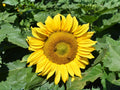 Sunflower Seeds Dwarf Sunspot Helianthus annuus for Patio Pots & Gardens, Bright Golden Yellow