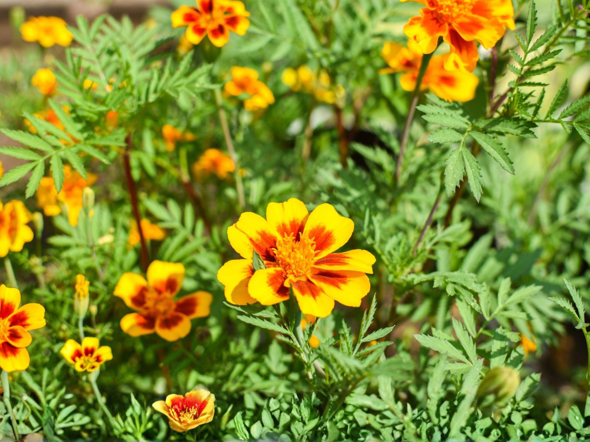 Dainty Marietta French Marigold Seeds, Bicolor Bright Yellow & Mahogany Red, Heirloom Tagetes Patula, Pollinator-Friendly Annual