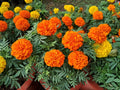 Crackerjack African Marigold Seeds – Tall Heirloom Tagetes Erecta for Cottage Gardens, Pollinator Beds & Cutting Gardens