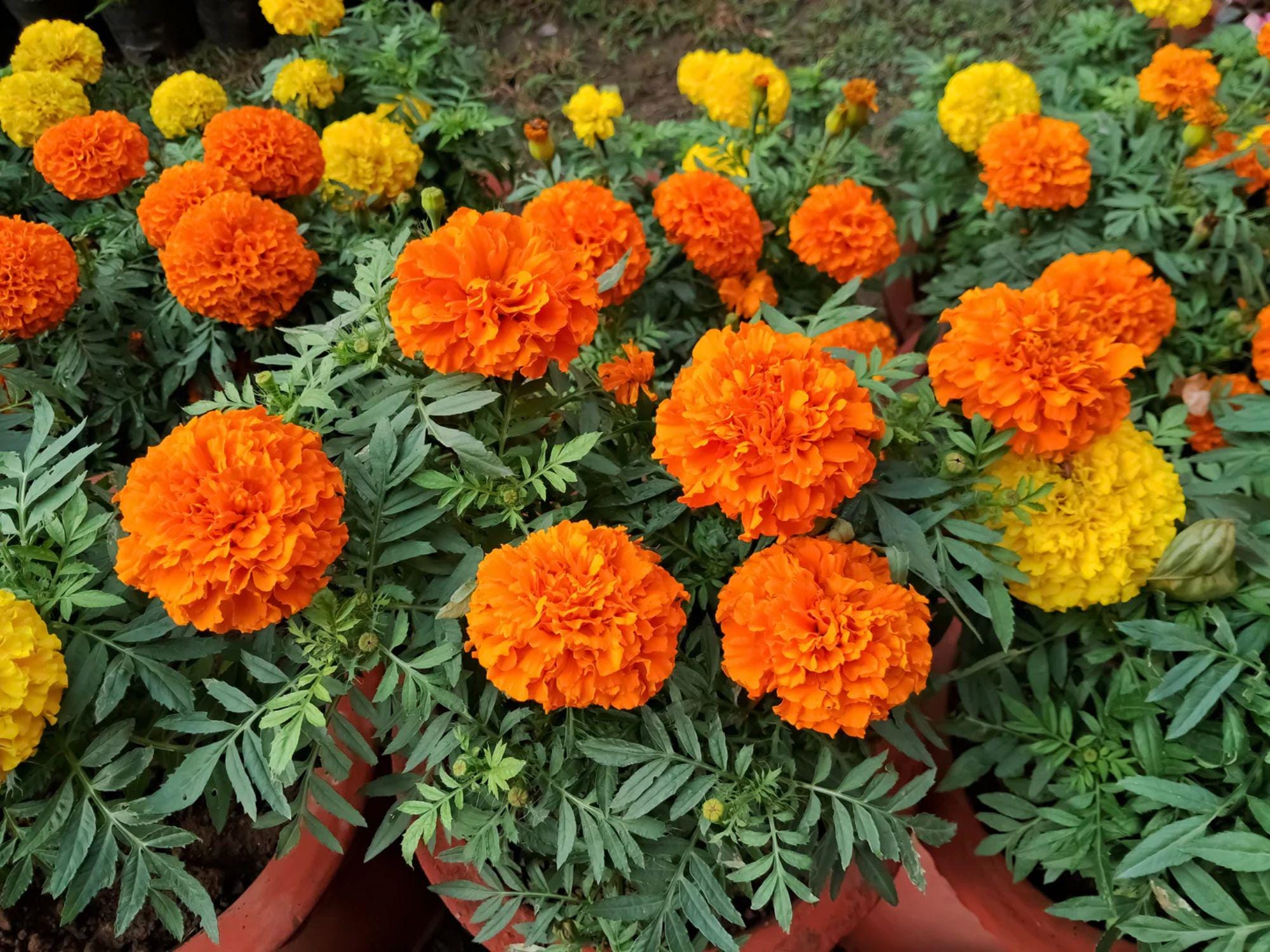 Crackerjack African Marigold Seeds – Tall Heirloom Tagetes Erecta for Cottage Gardens, Pollinator Beds & Cutting Gardens