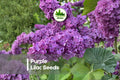 Purple Lilac Seeds – 50+ Syringa vulgaris for Hedges, Gardens & Bonsai, Fragrant Purple Blooms, Hardy Ornamental Shrub