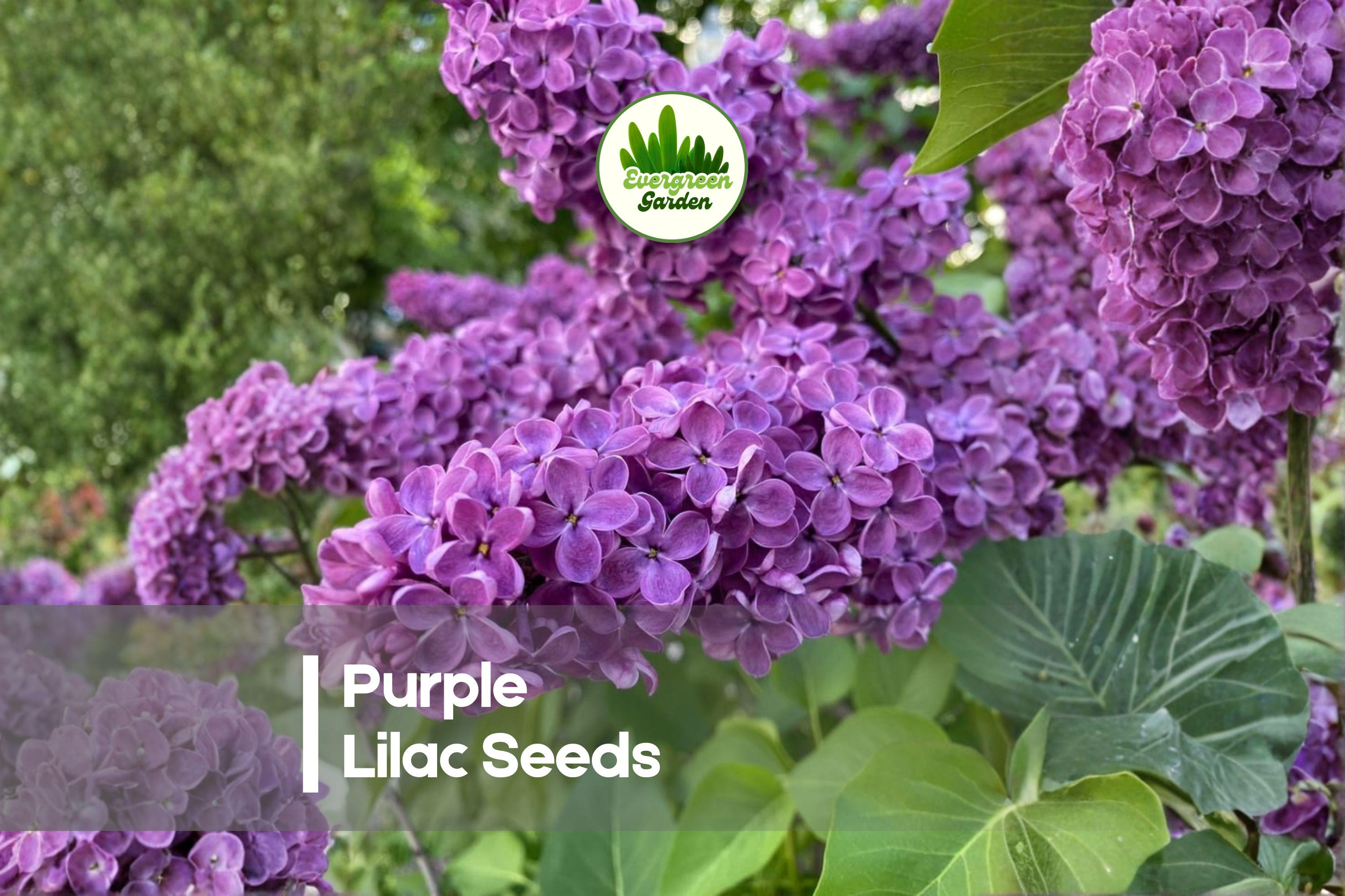 Purple Lilac Seeds – 50+ Syringa vulgaris for Hedges, Gardens & Bonsai, Fragrant Purple Blooms, Hardy Ornamental Shrub