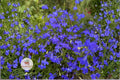 Monsoon Lobelia Seeds 200 – Electric Blue Lobelia erinus Hanging Basket Flower Plant for Containers & Borders