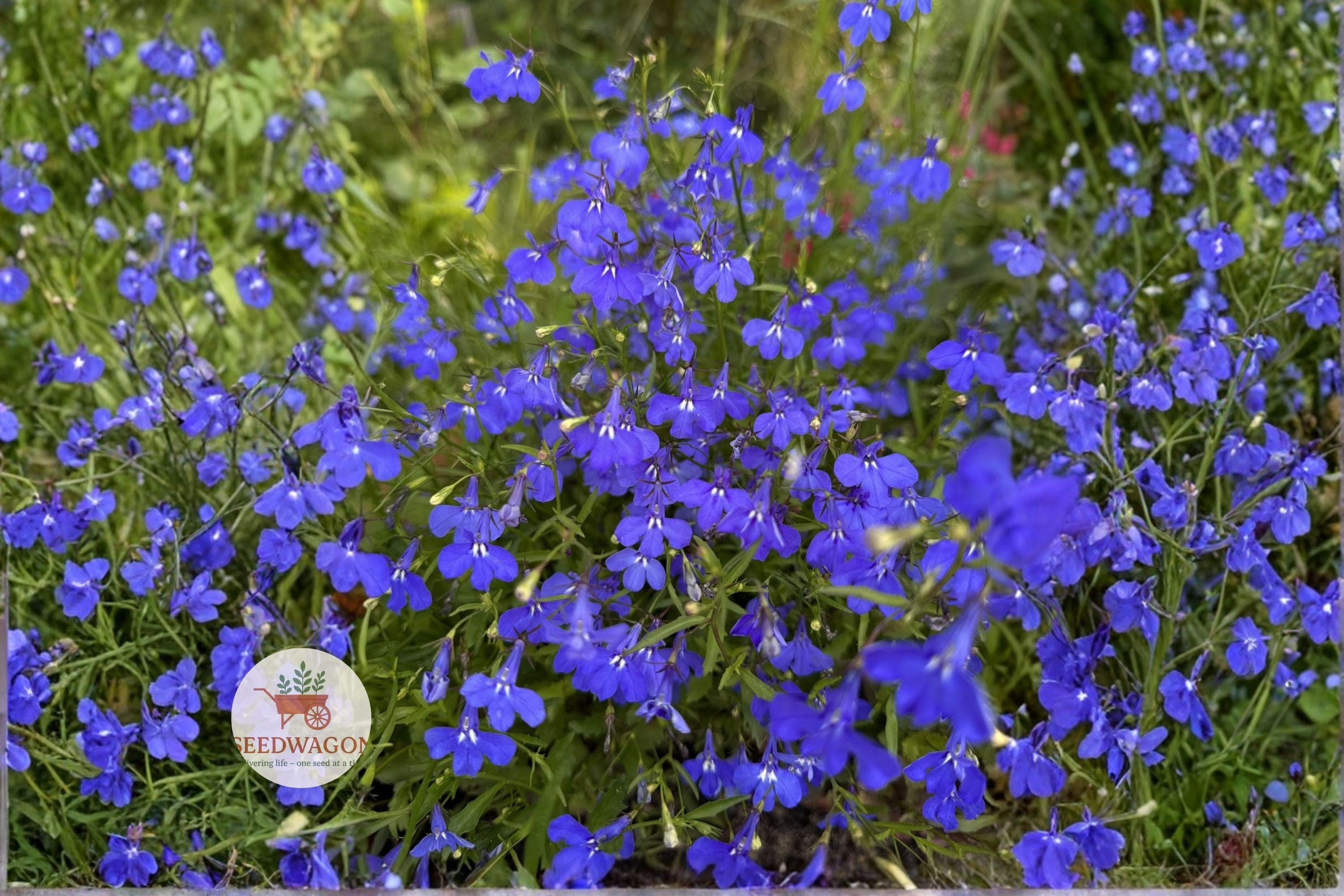 Monsoon Lobelia Seeds 200 – Electric Blue Lobelia erinus Hanging Basket Flower Plant for Containers & Borders