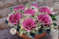 Mixed Ornamental Cabbage Seeds 50 – Colorful Fall & Winter Foliage Brassica oleracea for Borders & Containers
