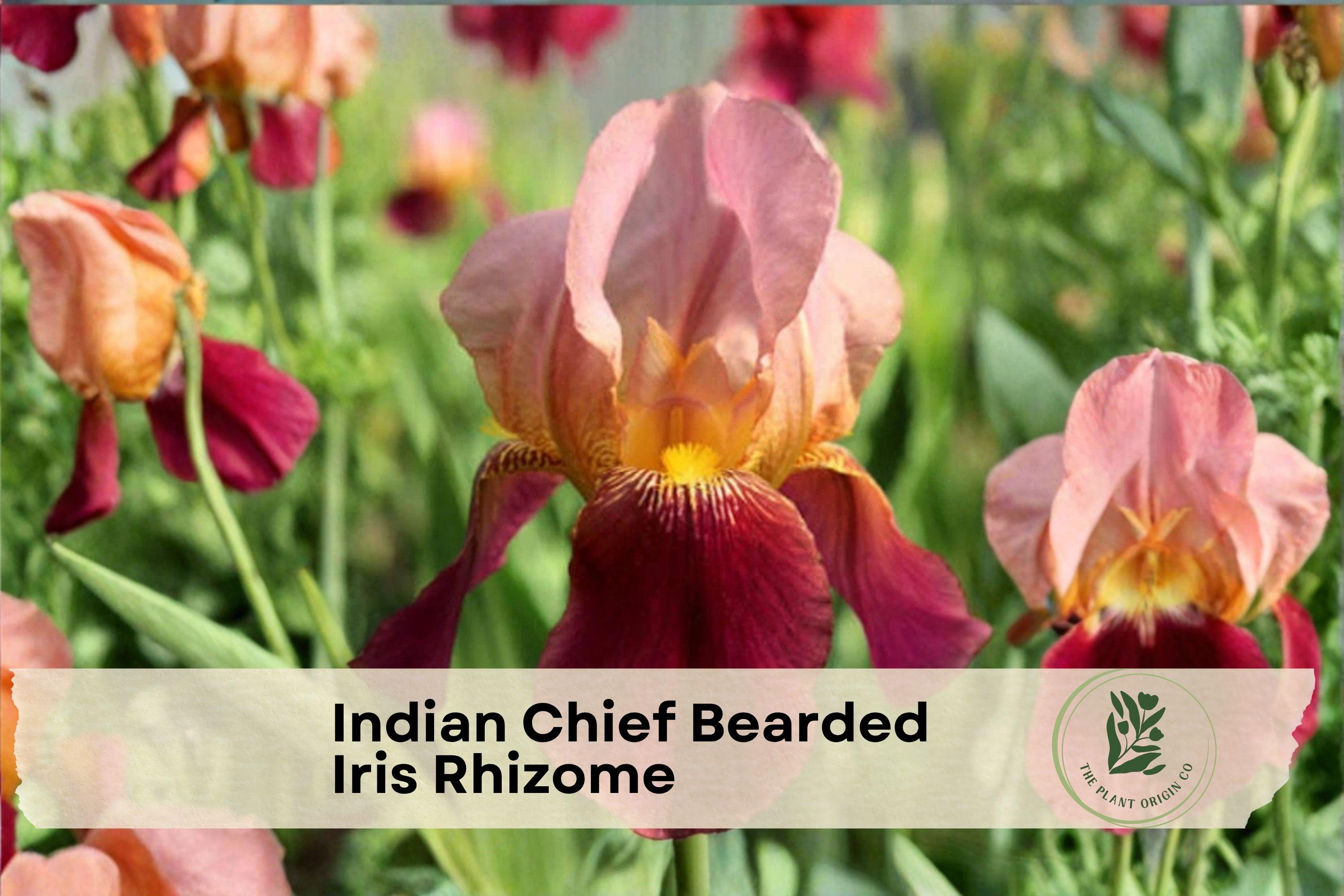 Indian Chief Bearded Iris Rhizome – Historic Iris, Fragrant Red-Maroon & Lavender Blooms, Iris germanica