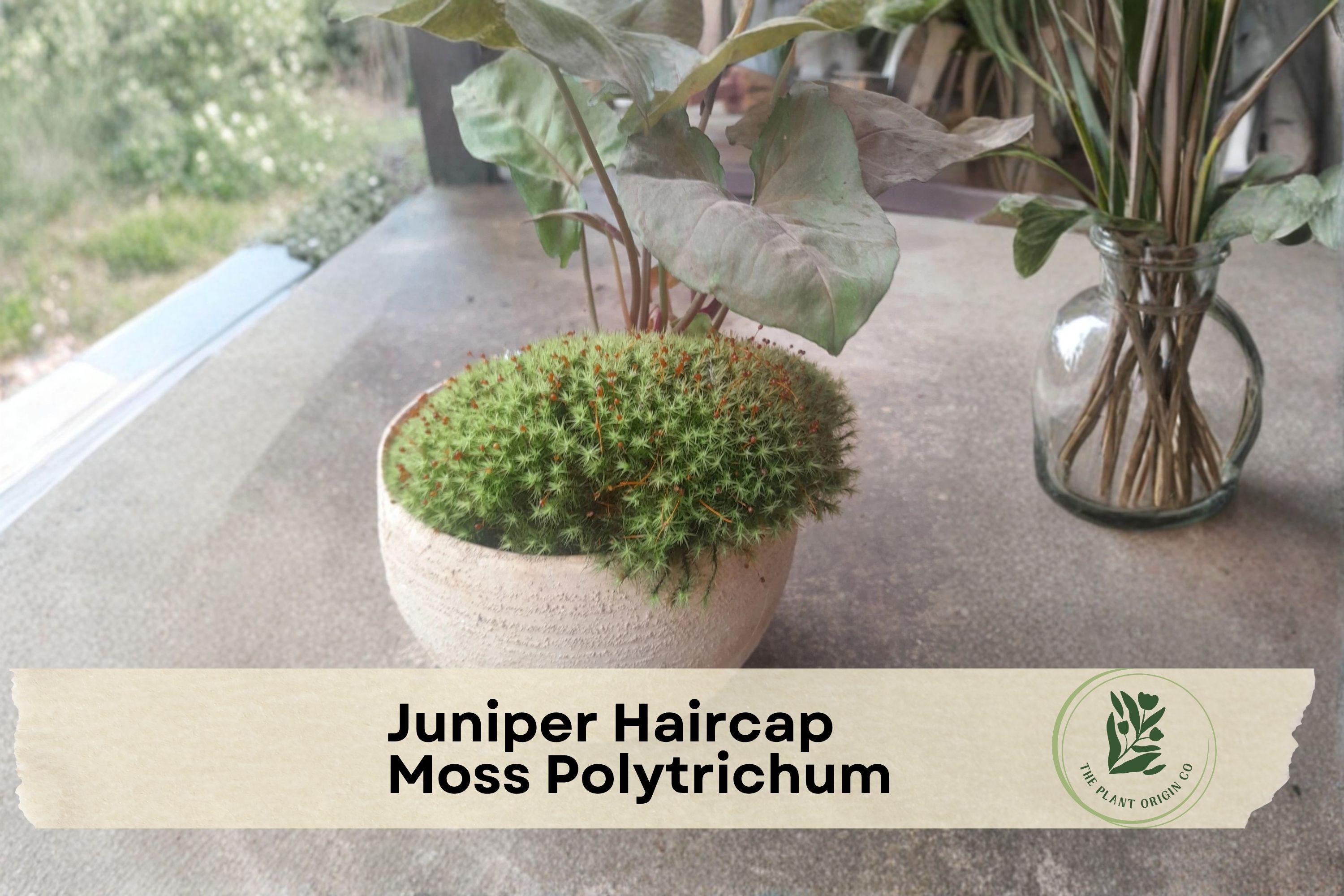 Live Juniper Haircap Moss Polytrichum commune - Full Gallon Bag for Terrariums, Fairy Gardens, Landscaping, Indoor & Outdoor Use