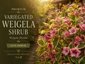 Variegated Weigela Plant Bare Root 12-24in, Pink Flowers, Hummingbird Attracting, Weigela florida 'Variegata' for Borders & Hedges