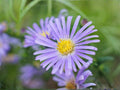 Aromatic Aster Seeds – Symphyotrichum oblongifolium Wildflower Seeds for Pollinator Gardens, Cottage Garden, Natural Landscape
