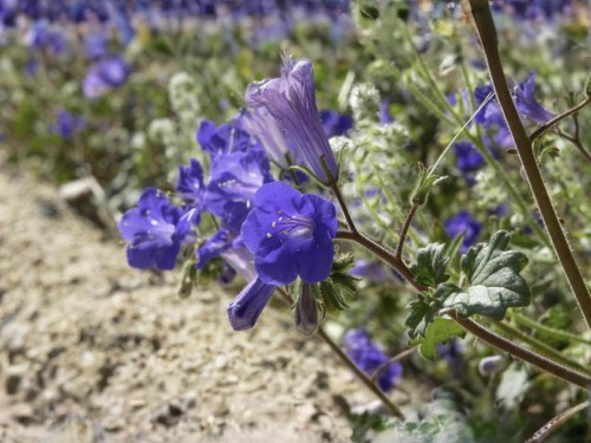 California Bluebells Seeds – Phacelia campanularia Wildflower Seeds for Pollinator Gardens, Cottage Garden, Natural Landscape