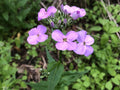 Dames Rocket Seeds – Hesperis matronalis Wildflower Seeds for Pollinator Gardens, Cottage Garden, Meadow Planting