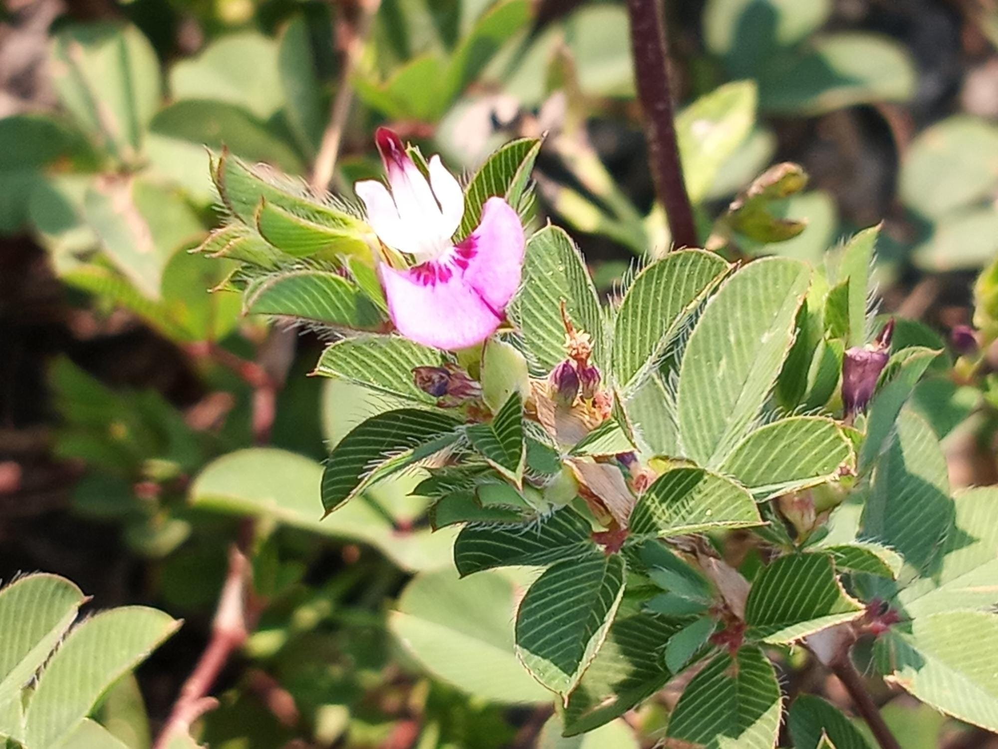 Korean Lespedeza Seeds – Wildflower Seed Pack for Pollinator Gardens, Cottage Garden, Kummerowia stipulacea, Natural Landscape Planting