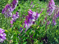 Hairy Vetch Purple Bounty Seeds – Vicia villosa Wildflower for Pollinator Gardens, Cottage, Vertical Plantings
