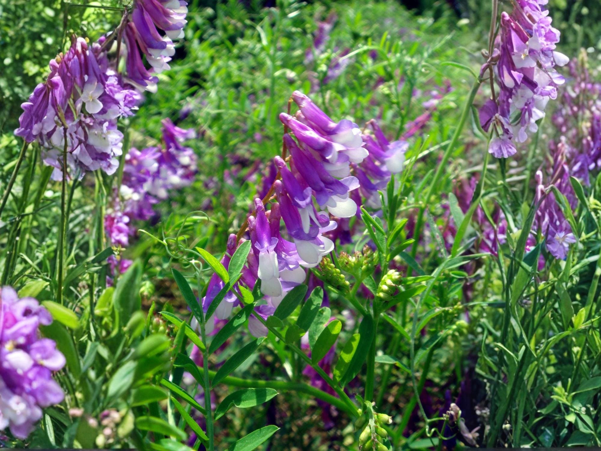 Hairy Vetch Purple Bounty Seeds – Vicia villosa Wildflower for Pollinator Gardens, Cottage, Vertical Plantings